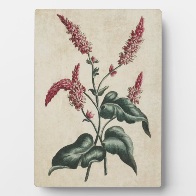 Plaque Photo Vintage végétal Persicaria (Devant)