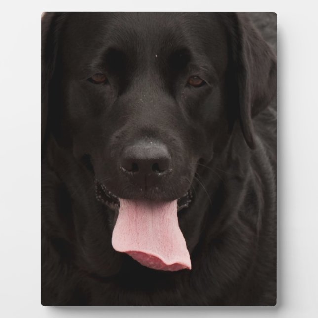 Plaque Photo Visage de chien noir (Devant)