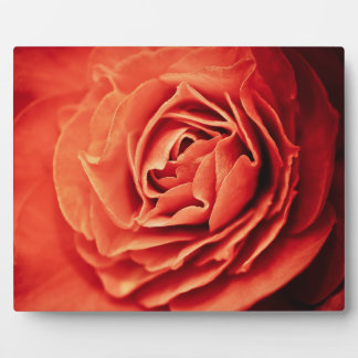 Plaque Photo vivant rose