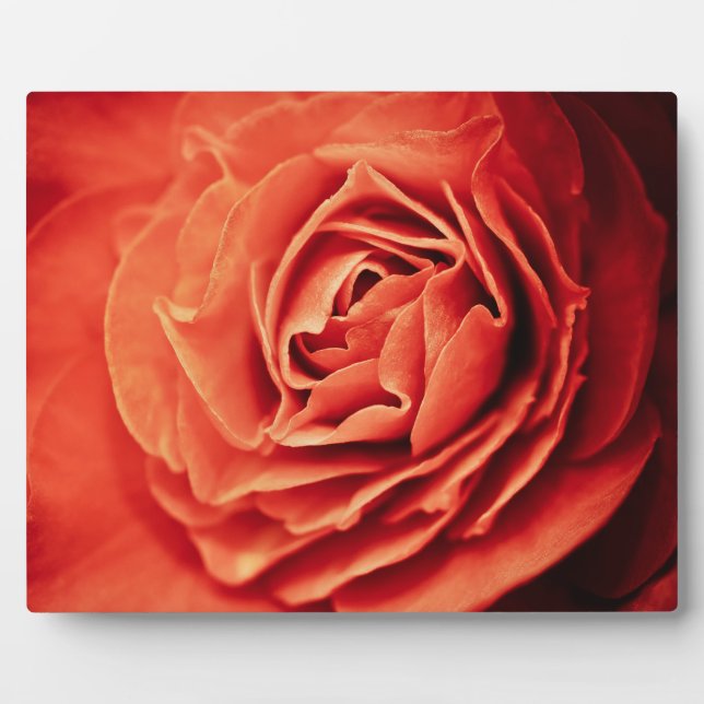 Plaque Photo vivant rose (Devant)