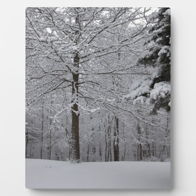 Plaque Photo Vue Woods (Devant)