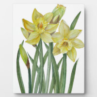 Watercolor Daffodils Flower Portrait Illustration