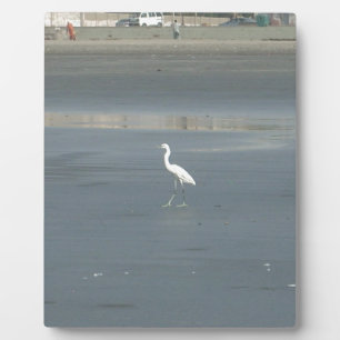 Plaque Photo White Bird on Grey Sand Beach Art Imprimer