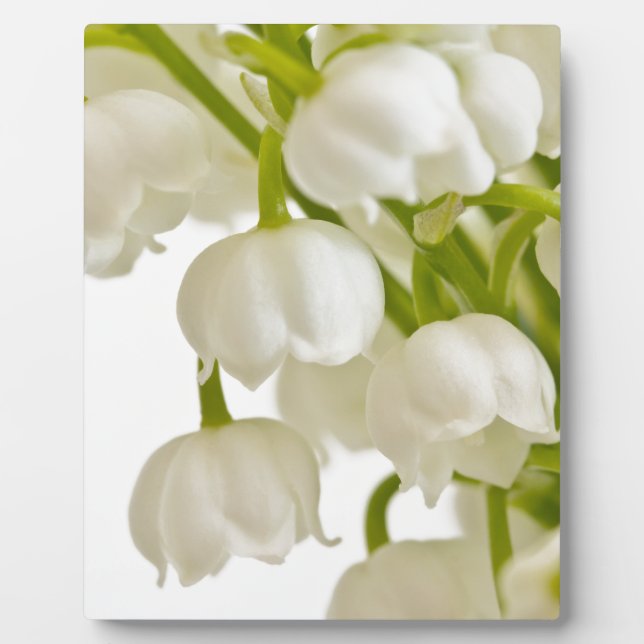 Plaque Photo White Lilies (Devant)