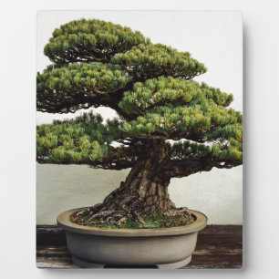 Plaque Photo White Pine Bonsai Tree