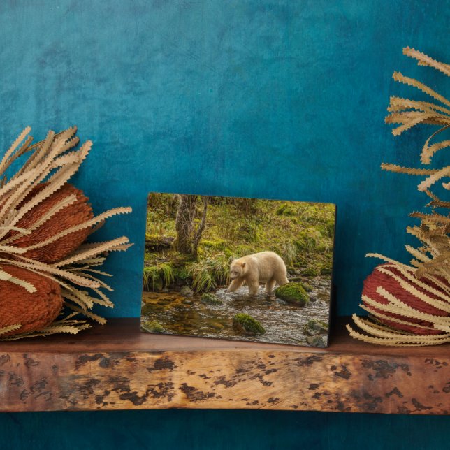 Plaque Photo White Spirit Bear Hunts for fish on Riordan Creek (Côté)