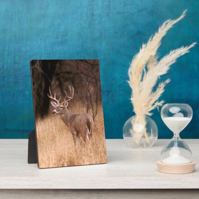 Plaque Photo White Tailed Deer |  Choke Canyon State Park, TX (Côté)