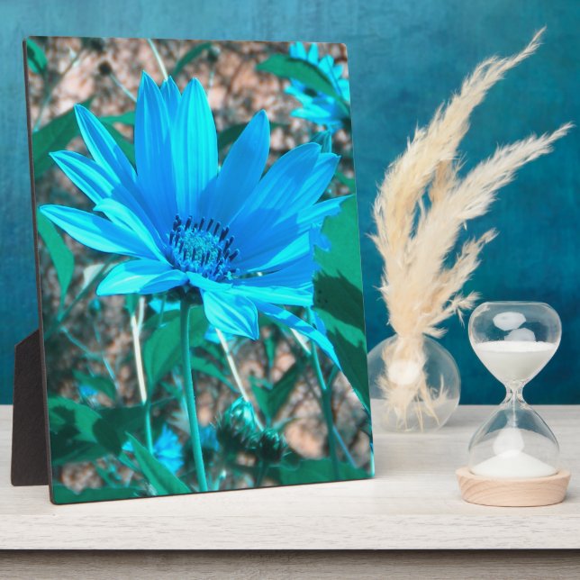 Plaque photo Wild Blue Sunflower (Côté)