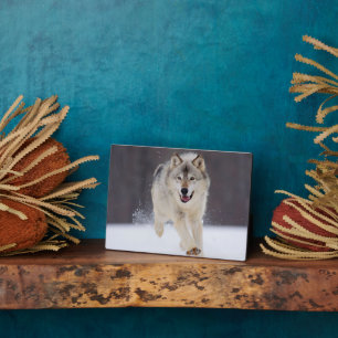 Plaque photo-Wolf Plaque