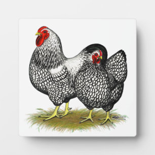 Plaque Photo Wyandotte : Paire d'argent