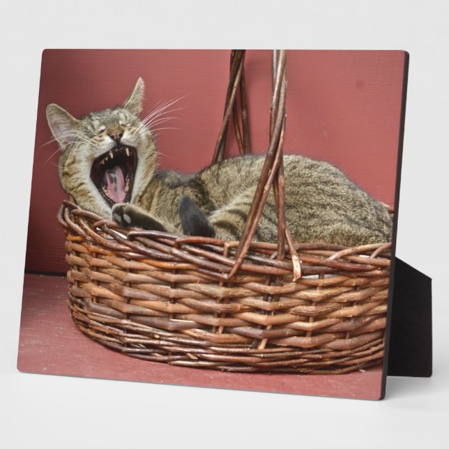 Plaque Photo Yawning Kitty Chat (Côté)