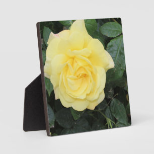 Plaque Photo Yello Rose