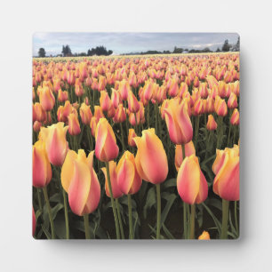 Plaque Photo Yellow & Pink Tulip Field, Oregon