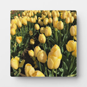 Plaque Photo Yellow Tulips à Field, Oregon