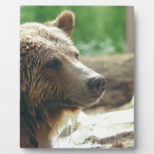 Plaque Photo Yeux animaux de visage d'ours adorable mignon de
