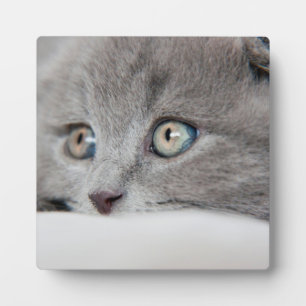 Plaque Photo Yeux de chat