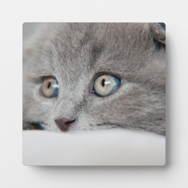 Plaque Photo Yeux de chat (Devant)