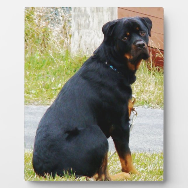Plaque Photo Yeux de chiot (Devant)