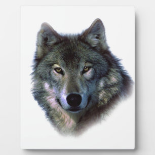 Plaque Photo Yeux de loup gris