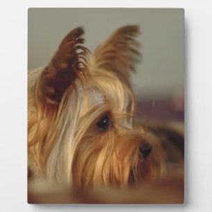 Plaque Photo Yorkshire Terrier