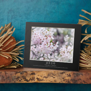 Plaque Photo Yoshino Cherry