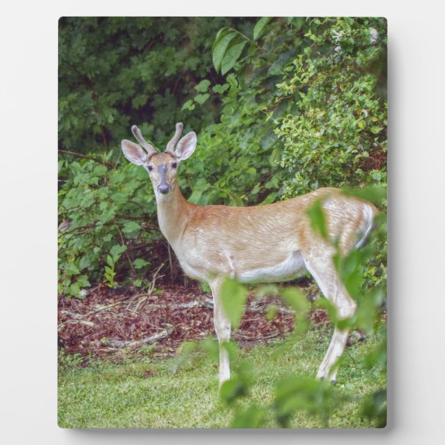 Plaque Photo Young Buck in Velvet (Devant)