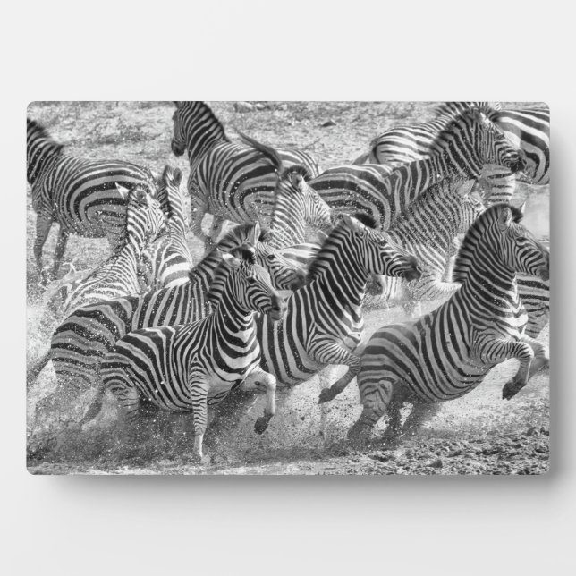 Plaque Photo Zebras running (Devant)
