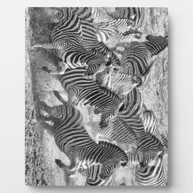 Plaque Photo Zebras running (Devant)