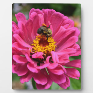 Plaque Photo Zinnia rose et Bumble bee
