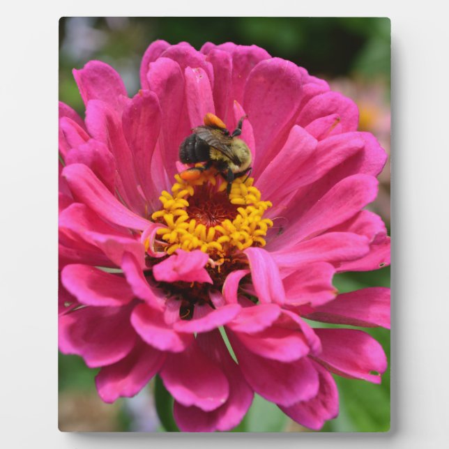 Plaque Photo Zinnia rose et Bumble bee (Devant)