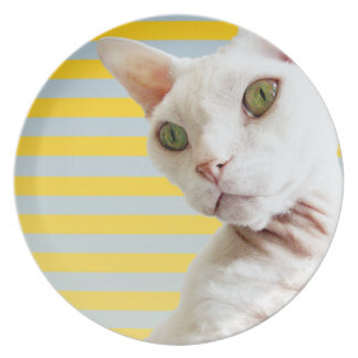 Plat blanc de chat de Devon Rex de rayure jaune