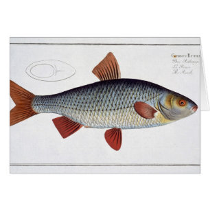 Plat II de gardon (Cyprinus Rutilis) de
