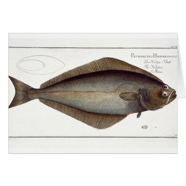 Plate de flétan (Pleuronectes Hippoglossus) XLVII  (Devant horizontal)