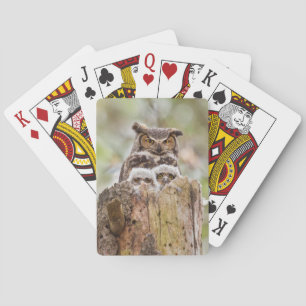 Plate-forme des cartes de jeu avec des hiboux