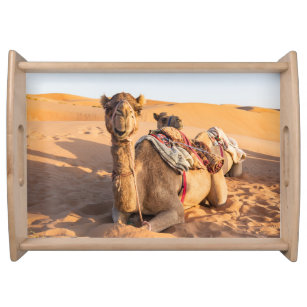 Plateau Gros plan sur Camel dans le désert d'Oman