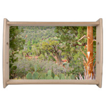 Scène désertique, Sedona, nature, cactus,