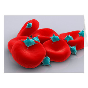 Platelets Avec Cellules De Sang Rouge 1