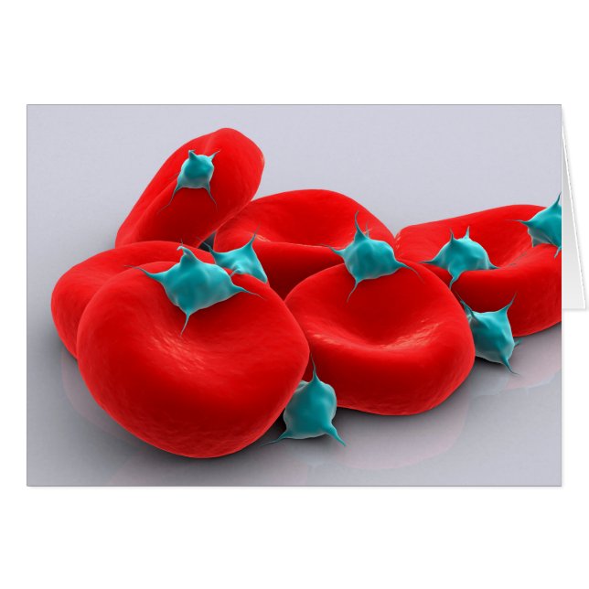 Platelets Avec Cellules De Sang Rouge 1 (Devant horizontal)