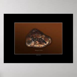 PLATYPUS PATHES Affiche d'art