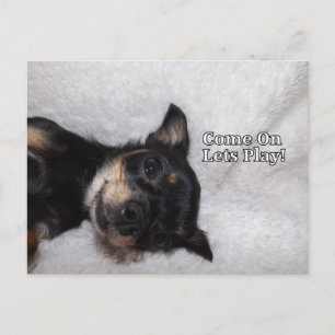 Play chihuahua Carte postale