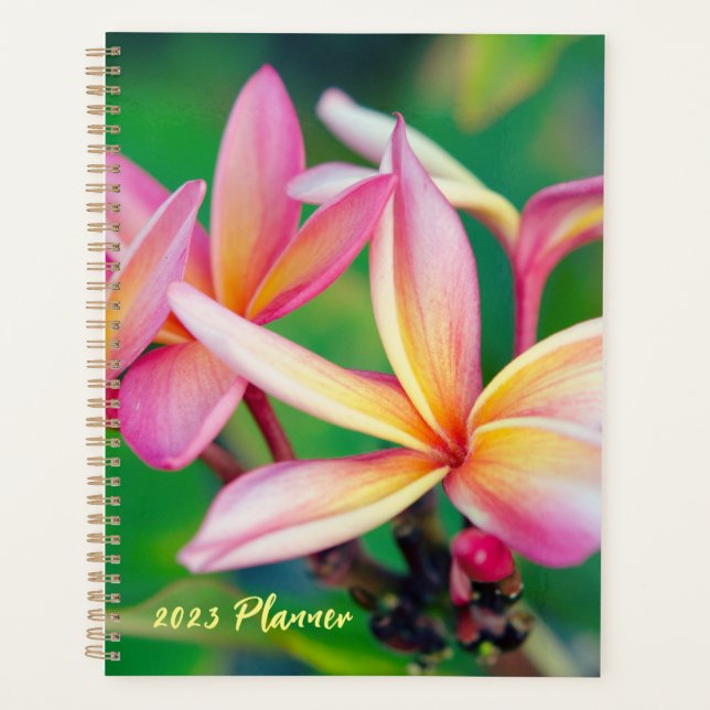 Playeur de fleurs rose Plumeria (Devant)