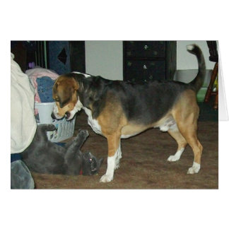 Playtime - Chien Beagle et chat bleu russe
