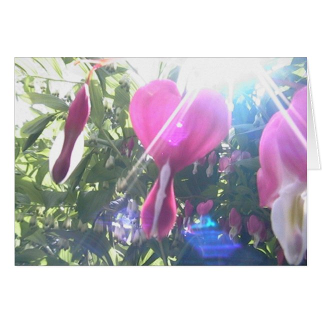 plein coeur (Devant horizontal)