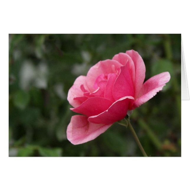 Plein rose de rose (Devant horizontal)