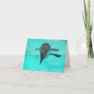 Plongée de pingouins dans l'eau bleue sur un blanc