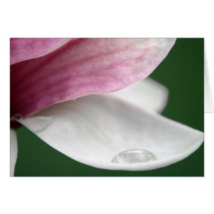 Pluie de Magnolia