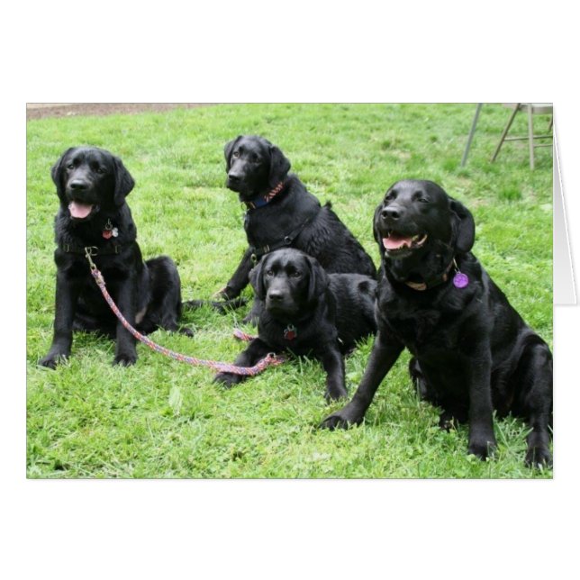 Pluie et ses chiots patriotiques (Devant horizontal)