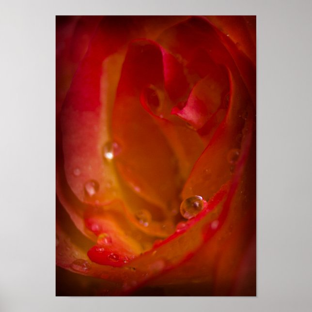 Pluie gouttes sur le Rose 4 Poster (Devant)