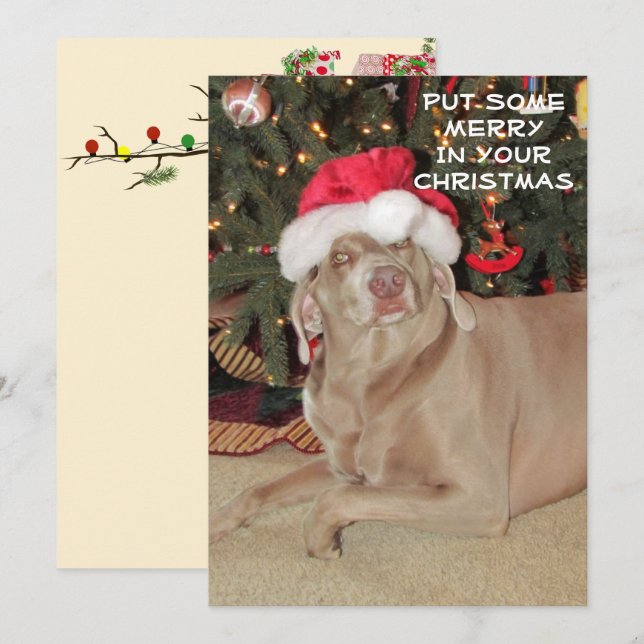 Pluie le Noël du Weimaraner (Devant / Derrière)