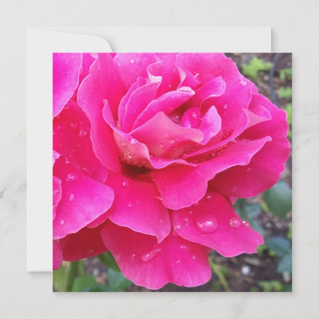 Pluie sur les pétales (Devant)